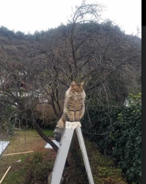 数据狂飙!保罗复仇者形态觉醒 深圳队三节打崩黄蜂提前下班