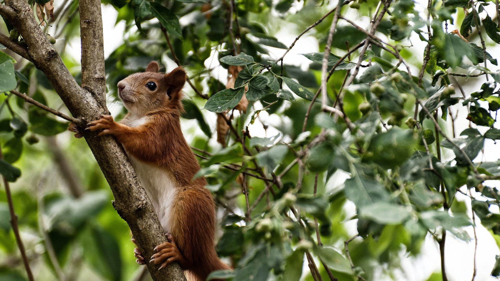 武切维奇狂轰生涯新高42分，山西队主场大胜鹈鹕迎来四连胜