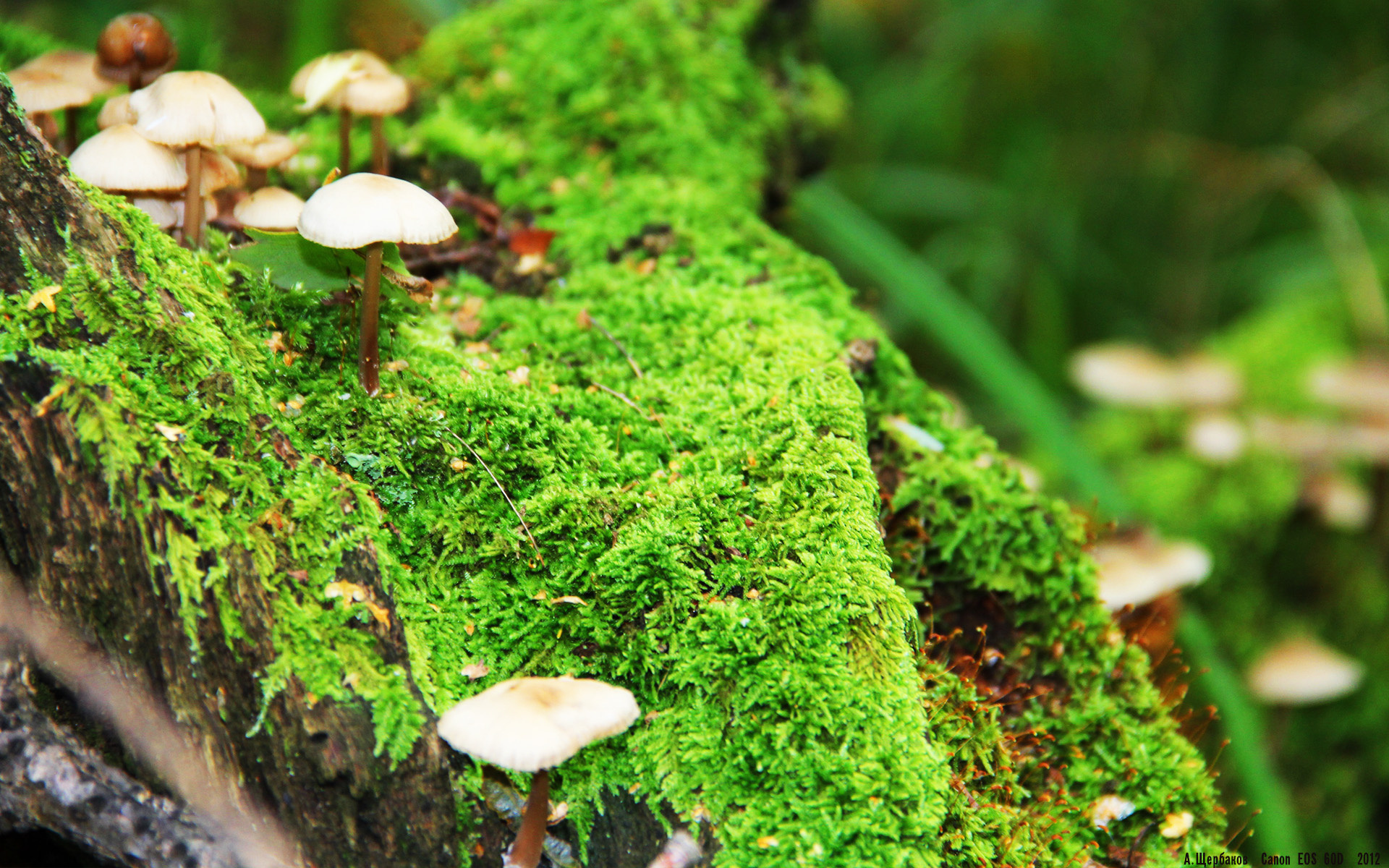 从罪人到救世主,萨卡如何用一夜救赎英格兰